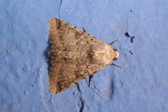 Pandesma robusta