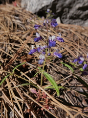 Collinsia torreyi wrightii