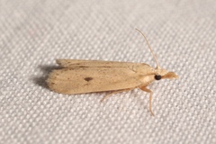 Coenochroa ablutella