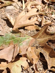 Platycnemis pennipes