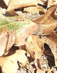 Platycnemis pennipes