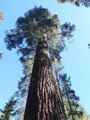 Abies magnifica magnifica