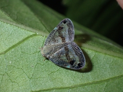 Parapiromis translucida