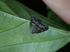 Parapiromis translucida