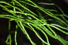 Phlegmariurus billardierei