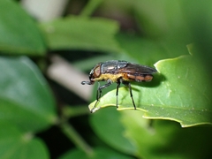 Stomorhina xanthogaster