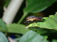 Stomorhina xanthogaster