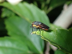 Stomorhina xanthogaster