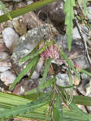 Grevillea longifolia