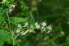 Actinostemma tenerum