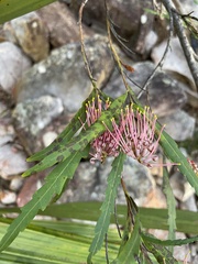 Grevillea longifolia