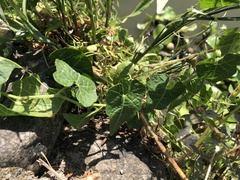 Actinostemma tenerum