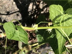 Actinostemma tenerum