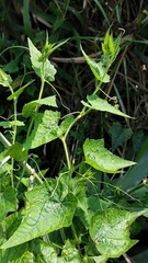 Actinostemma tenerum