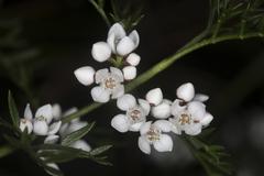 Cyanothamnus quadrangulus