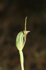 Pterostylis oblonga