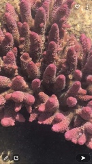 Acropora spathulata