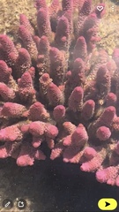 Acropora spathulata