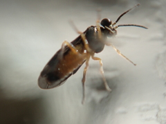 Heterarthrus vagans