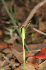 Pterostylis oblonga