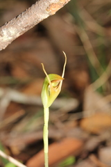 Pterostylis oblonga