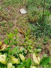 Iphiclides feisthamelii