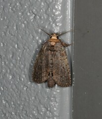 Archigargetta amydra