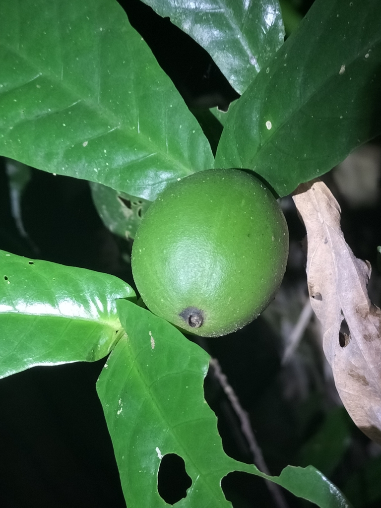 Atractocarpus merikin
