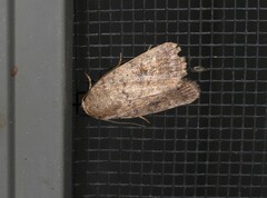 Athetis reclusa