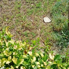 Iphiclides feisthamelii