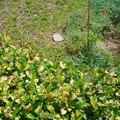 Iphiclides feisthamelii