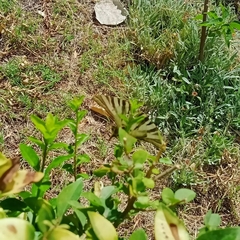 Iphiclides feisthamelii