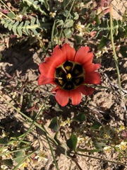 Romulea sabulosa