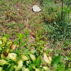 Iphiclides feisthamelii