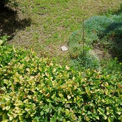 Iphiclides feisthamelii