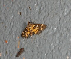 Diathrausta ochreipennis