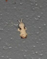 Tonica effractella