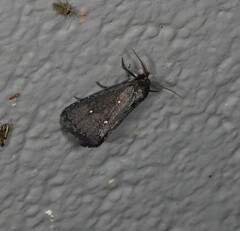 Elaphristis melanica