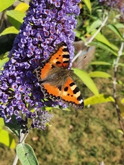 Aglais urticae