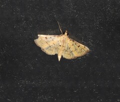 Herpetogramma hipponalis