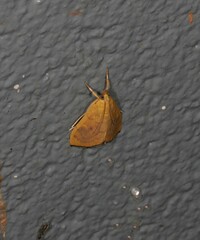 Hyalobathra brevialis