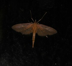 Hymenoptychis sordida