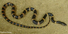 Lycodon fasciatus