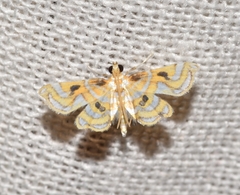 Ambia colonalis