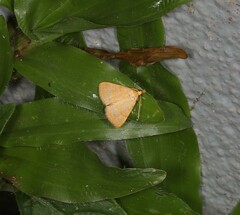 Meranda holochrysa
