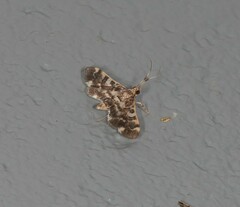 Nacoleia glageropa