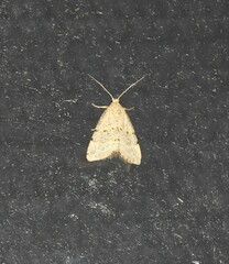 Narangodes