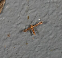 Nippoptilia cinctipedalis