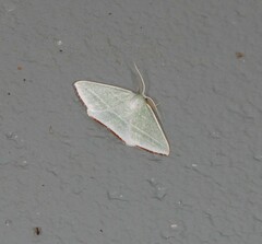 Oenochroma infantilis