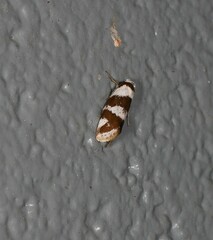Prepocosma schalidota